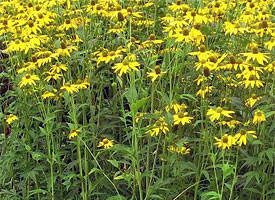 オオハンゴウソウ