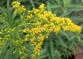 オオアワダチソウ