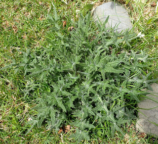 アメリカオニアザミ